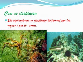 Com es desplacen
 Els equinoderms es desplacen lentament per les

roques i per la sorra.

 