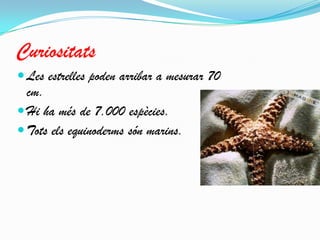 Curiositats
 Les estrelles poden arribar a mesurar 70

cm.
 Hi ha més de 7.000 espècies.
 Tots els equinoderms són marins.

 