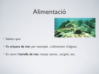 Alimentació

•

Sabem que:

•

Els eriçons de mar per exemple , s’alimenten d’algues.

•

En canvi l’estrella de mar, menja ostres , cargols ,etc.

 