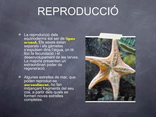 REPRODUCCIÓ
La reproducció dels
equinoderms sol ser de tipus
sexual. Els sexes estan
separats i els gàmetes
s’expulsen dins l’aigua, on té
lloc la fecundació i el
desenvolupament de les larves.
La majoria presenten un
extraordinari poder de
regeneració.
Algunes estrelles de mar, que
poden reproduir-se
asexualment, ho fan
mitjançant fragments del seu
cos, a partir dels quals es
formen noves estrelles
completes.

 