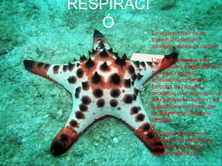 RESPIRACI
Ó

En aquest nivell és on
s’afectua l’intercanvi
d’oxígen i diòxid de carboni.
L’aparell circulatori està
molt reduÏt o és gairebé nul.
Per això, l’aparell
ambulacral pot fer les
funcions de l’aparell
circulatori i del respiratori, ja
que transporta l’oxígen i les
substàncies nutritives, per
un sistema de circulació
tancada.
A l’interior del seu cos
presenten un sistema de
conductes denominat
aparell ambulacral.

 