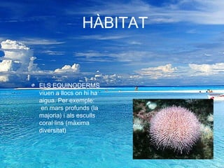 HÀBITAT

ELS EQUINODERMS
viuen a llocs on hi ha
aigua. Per exemple:
en mars profunds (la
majoria) i als esculls
coral·lins (màxima
diversitat)

 