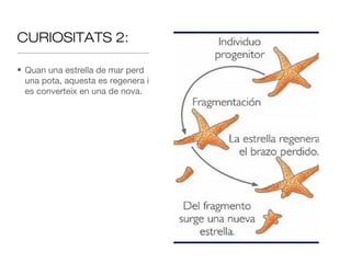 CURIOSITATS 2:
• Quan una estrella de mar perd
una pota, aquesta es regenera i
es converteix en una de nova.

 