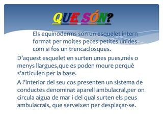 Que són?
Els equinoderms són un esquelet intern
format per moltes peces petites unides
com si fos un trencaclosques.
D’aquest esquelet en surten unes pues,més o
menys llargues,que es poden moure perquè
s’articulen per la base.
A l’interior del seu cos presenten un sistema de
conductes denominat aparell ambulacral,per on
circula aigua de mar i del qual surten els peus
ambulacrals, que serveixen per desplaçar-se.

 