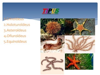 TIPUS
1.Crinoïdeus
2.Holoturoïdeus
3.Asteroïdeus
4.Ofiuroïdeus
5.Equinoïdeus

 
