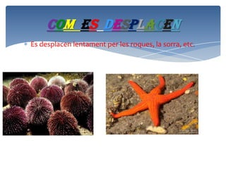 COM ES DESPLACEN
Es desplacen lentament per les roques, la sorra, etc.

 