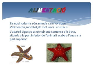alimentació
Els equinoderms són animals carnívors que
s’alimenten,sobretot,de mol.luscs i crustacis.
L’aparell digestiu es un tub que comença a la boca,
situada a la part inferior de l’animal i acaba a l’anus a la
part superior.

 