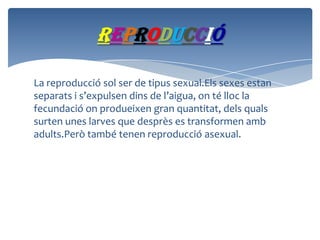 reproducció
La reproducció sol ser de tipus sexual.Els sexes estan
separats i s’expulsen dins de l’aigua, on té lloc la
fecundació on produeixen gran quantitat, dels quals
surten unes larves que desprès es transformen amb
adults.Però també tenen reproducció asexual.

 
