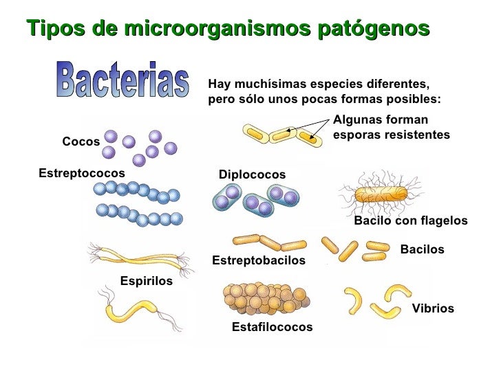 Tema 1: El ser humano y la salud