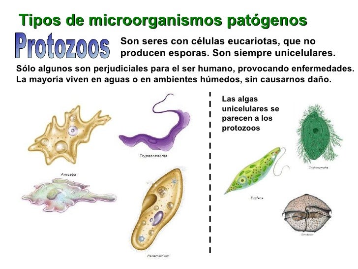 Tema 1 El ser humano y la salud