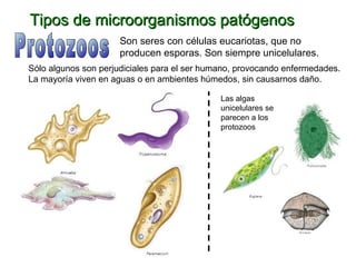 Tipos de microorganismos patógenos Protozoos Son seres con células eucariotas, que no producen esporas. Son siempre unicelulares. Sólo algunos son perjudiciales para el ser humano, provocando enfermedades. La mayoría viven en aguas o en ambientes húmedos, sin causarnos daño. Las algas unicelulares se parecen a los protozoos 
