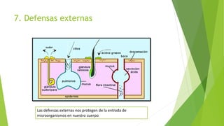 7. Defensas externas
Las defensas externas nos protegen de la entrada de
microorganismos en nuestro cuerpo
 