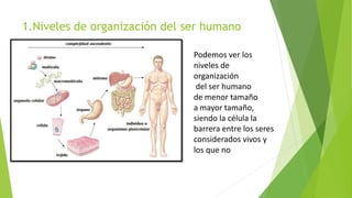 1.Niveles de organización del ser humano
Podemos ver los
niveles de
organización
del ser humano
de menor tamaño
a mayor tamaño,
siendo la célula la
barrera entre los seres
considerados vivos y
los que no
 