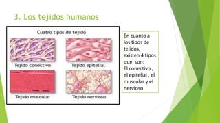 3. Los tejidos humanos
En cuanto a
los tipos de
tejidos,
existen 4 tipos
que son:
El conectivo ,
el epitelial , el
muscular y el
nervioso
 