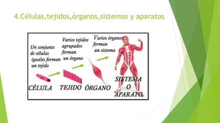 4.Células,tejidos,órganos,sistemas y aparatos
 