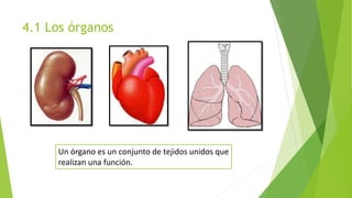 4.1 Los órganos
Un órgano es un conjunto de tejidos unidos que
realizan una función.
 