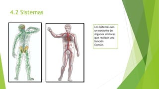 4.2 Sistemas
Los sistemas son
un conjunto de
órganos similares
que realizan una
función
Común.
 