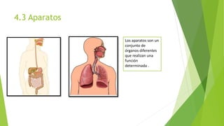 4.3 Aparatos
Los aparatos son un
conjunto de
órganos diferentes
que realizan una
función
determinada .
 
