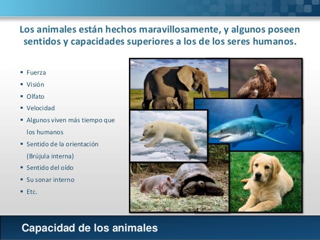 Que Nos Diferencia De Los Animales www.vrogue.co