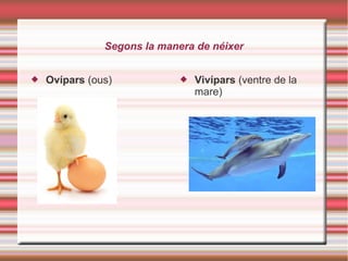 Segons la manera de néixer
 Ovípars (ous)  Vivípars (ventre de la
mare)
 