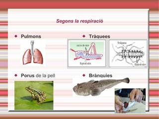 Segons la respiració
 Pulmons  Tràquees
 Brànquies Porus de la pell
 