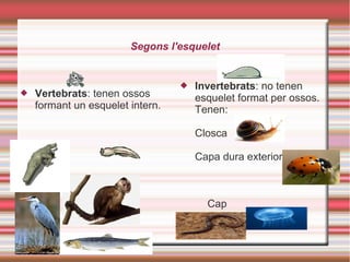 Segons l'esquelet
 Vertebrats: tenen ossos
formant un esquelet intern.
 Invertebrats: no tenen
esquelet format per ossos.
Tenen:
Closca
Capa dura exterior
Cap
 