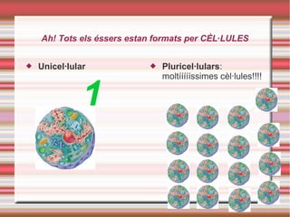 Ah! Tots els éssers estan formats per CÈL·LULES
 Unicel·lular
1
 Pluricel·lulars:
moltíííííssimes cèl·lules!!!!
 