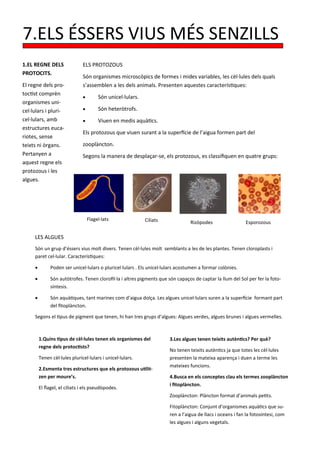 7.ELS ÉSSERS VIUS MÉS SENZILLS
1.EL REGNE DELS                ELS PROTOZOUS
PROTOCITS.
                               Són organismes microscòpics de formes i mides variables, les cèl·lules dels quals
El regne dels pro-             s’assemblen a les dels animals. Presenten aquestes característiques:
toctist comprèn
                                       Són unicel·lulars.
organismes uni-
cel·lulars i pluri-                    Són heteròtrofs.
cel·lulars, amb                        Viuen en medis aquàtics.
estructures euca-
                               Els protozous que viuen surant a la superfície de l’aigua formen part del
riotes, sense
teixts ni òrgans.              zooplàncton.
Pertanyen a                    Segons la manera de desplaçar-se, els protozous, es classifiquen en quatre grups:
aquest regne els
protozous i les
algues.




                                   Flagel·lats               Ciliats             Rizòpodes                  Esporozous

     LES ALGUES
     Són un grup d’éssers vius molt divers. Tenen cèl·lules molt semblants a les de les plantes. Tenen cloroplasts i
     paret cel·lular. Característiques:

             Poden ser unicel·lulars o pluricel·lulars . Els unicel·lulars acostumen a formar colònies.

             Són autòtrofes. Tenen clorofil·la i altres pigments que són capaços de captar la llum del Sol per fer la foto-
              síntesis.

             Són aquàtiques, tant marines com d’aigua dolça. Les algues unicel·lulars suren a la superfície formant part
              del fitoplàncton.

     Segons el tipus de pigment que tenen, hi han tres grups d’algues: Algues verdes, algues brunes i algues vermelles.



         1.Quins tipus de cèl·lules tenen els organismes del           3.Les algues tenen teixits autèntics? Per què?
         regne dels protoctists?
                                                                       No tenen teixits autèntics ja que totes les cèl·lules
         Tenen cèl·lules pluricel·lulars i unicel·lulars.              presenten la mateixa aparença i duen a terme les
                                                                       mateixes funcions.
         2.Esmenta tres estructures que els protozous utilit-
         zen per moure’s.                                              4.Busca en els conceptes clau els termes zooplàncton
                                                                       i fitoplàncton.
         El flagel, el ciliats i els pseudòpodes.
                                                                       Zooplàncton: Plàncton format d’animals petits.

                                                                       Fitoplàncton: Conjunt d’organismes aquàtics que su-
                                                                       ren a l’aigua de llacs i oceans i fan la fotosíntesi, com
                                                                       les algues i alguns vegetals.
 