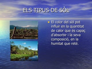 ELS TIPUS DE SÒL El color del sòl pot influir en la quantitat de calor que és capaç d’absorbir i la seva composició, en la humitat que reté.   