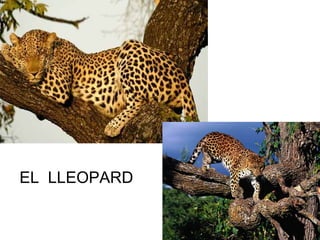 EL LLEOPARD
 