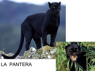 LA PANTERA
 