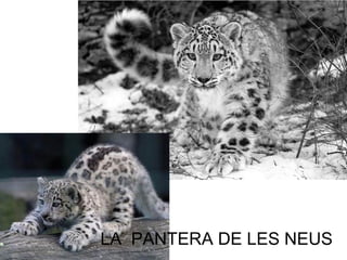 LA PANTERA DE LES NEUS
 