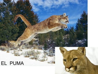 PUMA

EL PUMA
 