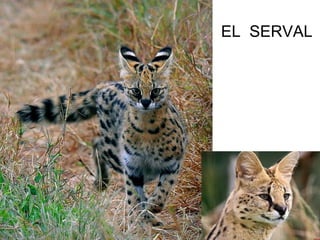 EL SERVAL
 