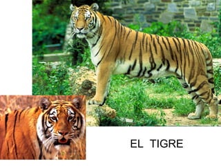 EL TIGRE
 