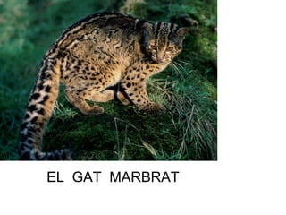 EL GAT MARBRAT
 