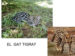 EL GAT TIGRAT
 