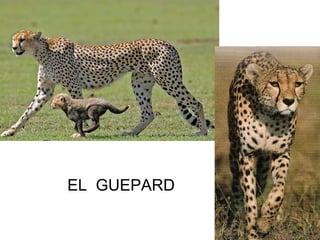 EL GUEPARD
 