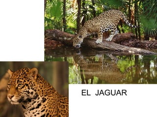 EL JAGUAR
 