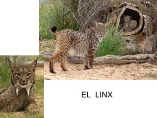 EL LINX
 