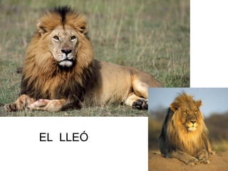 EL LLEÓ
 