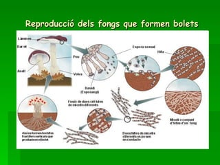 Reproducció dels fongs que formen bolets 