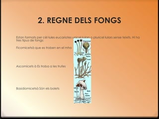 2. REGNE DELS FONGS
Estan formats per cèl·lules eucariotes unicel·lulars o pluricel·lulars sense teixits. Hi ha
tres tipus de fongs:

Ficomicetsà que es troben en el mho




Ascomicets à Es troba a les trufes




Basidiomicetsà Són els bolets
 