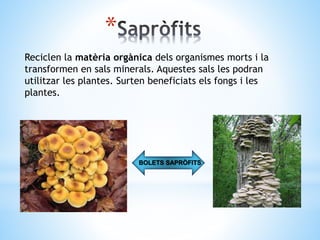 * 
Reciclen la matèria orgànica dels organismes morts i la 
transformen en sals minerals. Aquestes sals les podran 
utilitzar les plantes. Surten beneficiats els fongs i les 
plantes. 
BOLETS SAPRÒFITS 
 