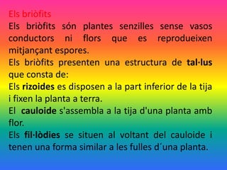 Els briòfits
Els briòfits són plantes senzilles sense vasos
conductors ni flors que es reprodueixen
mitjançant espores.
Els briòfits presenten una estructura de tal·lus
que consta de:
Els rizoides es disposen a la part inferior de la tija
i fixen la planta a terra.
El cauloide s'assembla a la tija d'una planta amb
flor.
Els fil·lòdies se situen al voltant del cauloide i
tenen una forma similar a les fulles d´una planta.
 