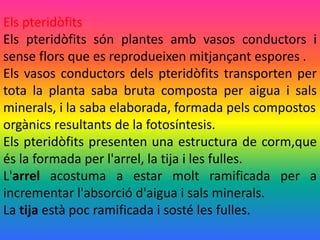 Els pteridòfits
Els pteridòfits són plantes amb vasos conductors i
sense flors que es reprodueixen mitjançant espores .
Els vasos conductors dels pteridòfits transporten per
tota la planta saba bruta composta per aigua i sals
minerals, i la saba elaborada, formada pels compostos
orgànics resultants de la fotosíntesis.
Els pteridòfits presenten una estructura de corm,que
és la formada per l'arrel, la tija i les fulles.
L'arrel acostuma a estar molt ramificada per a
incrementar l'absorció d'aigua i sals minerals.
La tija està poc ramificada i sosté les fulles.
 