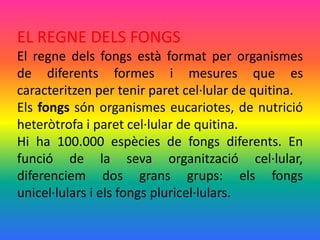 EL REGNE DELS FONGS
El regne dels fongs està format per organismes
de diferents formes i mesures que es
caracteritzen per tenir paret cel·lular de quitina.
Els fongs són organismes eucariotes, de nutrició
heteròtrofa i paret cel·lular de quitina.
Hi ha 100.000 espècies de fongs diferents. En
funció de la seva organització cel·lular,
diferenciem dos grans grups: els fongs
unicel·lulars i els fongs pluricel·lulars.
 