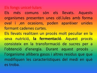 Els fongs unicel·lulars
Els més comuns són els llevats. Aquests
organismes presenten unes cèl.lules amb forma
oval i ,en ocasions, poden aparèixer unides
formant cadenes curtes.
Els llevats realitzen un procés molt peculiar en la
seva nutrició, la fermentació. Aquest procés
consisteix en la transformació de sucres per a
l'obtenció d'energia. Durant aquest procés ,
l'organisme allibera gasos i altres residus que que
modifiquen les característiques del medi en què
es troba.
 
