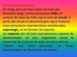Els fongs pluricel·lulars
Els fongs pluricel·lulars estan formats per
filaments llargs i prims anomenats hifes. El
conjunt de totes les hifes rep el nom de miceli. A
partir del miceli es desenvolupen cap a l'exterior
unes estructures reproductores anomenades
esporangis, on es formen les espores.
Les espores són cèl.lules reproductores capaces de
desenvolupar un nou organisme sense la
necessitat de fusionar-se amb una altra cèl·lula.
Trobem dos tipus principals de fongs
pluricel·lulars: les floridures i els bolets.
 