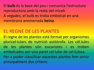 El bulb és la base del peu i comunica l'estructura
reproductora amb la resta del miceli.
A vegades, el bulb es troba embolcat en una
membrana anomenada beina.
EL REGNE DE LES PLANTES
El regne de les plantes està format per organismes
pluricel·lulars de nutrició autòtrofa. Les cèl.lules
de les plantes són eucariotes i es troben
embolcades per una paret cel·lular de cel·lulosa.
Per a poder classificar aquestes plantes fem servir
principalment dos criteris:
 